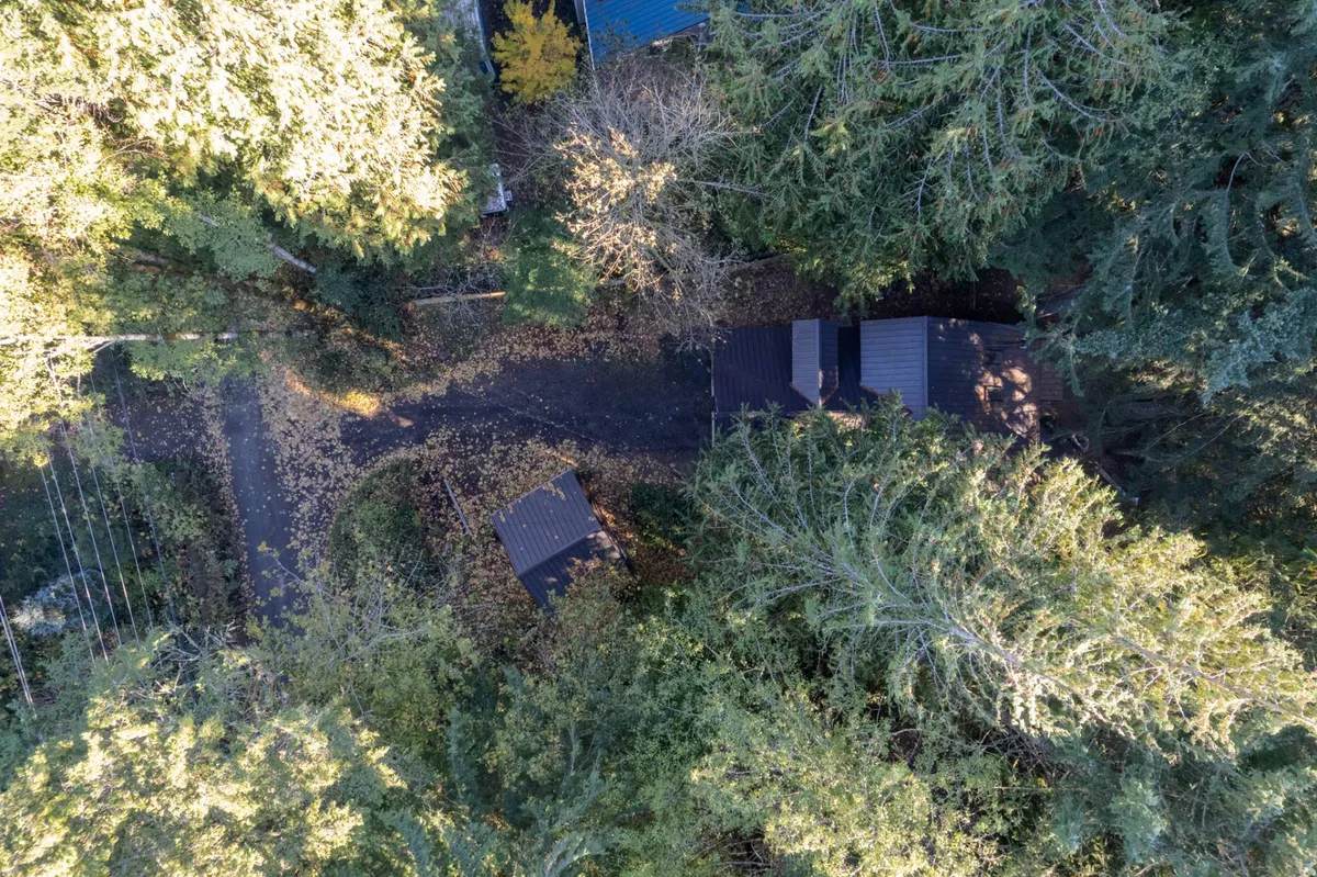 A peaceful exterior view featuring multiple houses nestled among towering trees, with a driveway winding through the natural landscape. The scene captures a sense of tranquility and provides hints of surrounding forest, perfect for exploration with pets.