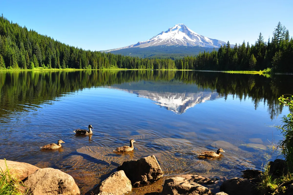 A breathtaking landscape view of a mountain peak reflected in a calm lake, with ducks gliding on the water and a dense forest surrounding the scene. The environment feels untouched and perfect for activities like birdwatching, hiking, and nature photography.